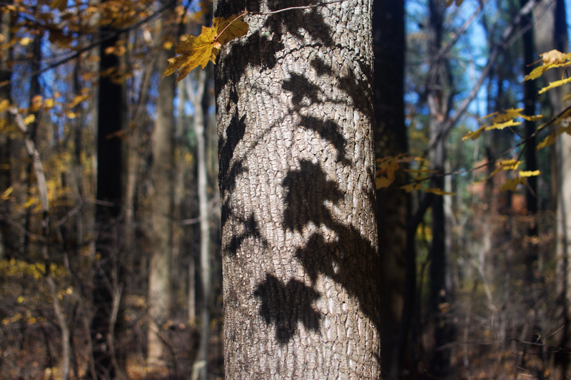 Illustration for article titled Last Bit of Autumn